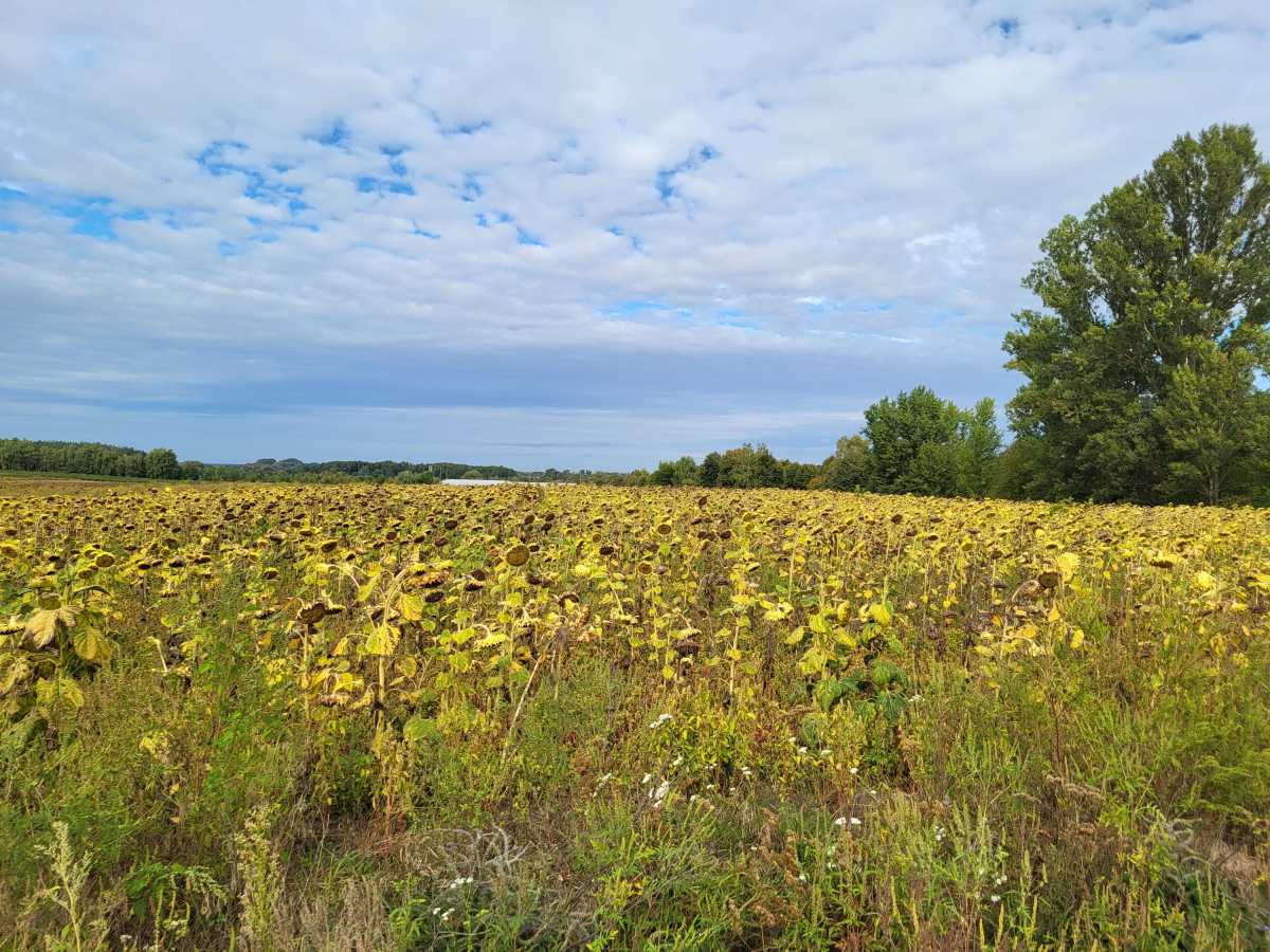 ������ �������� ������, �������� ���., �������������, ���������, �/�